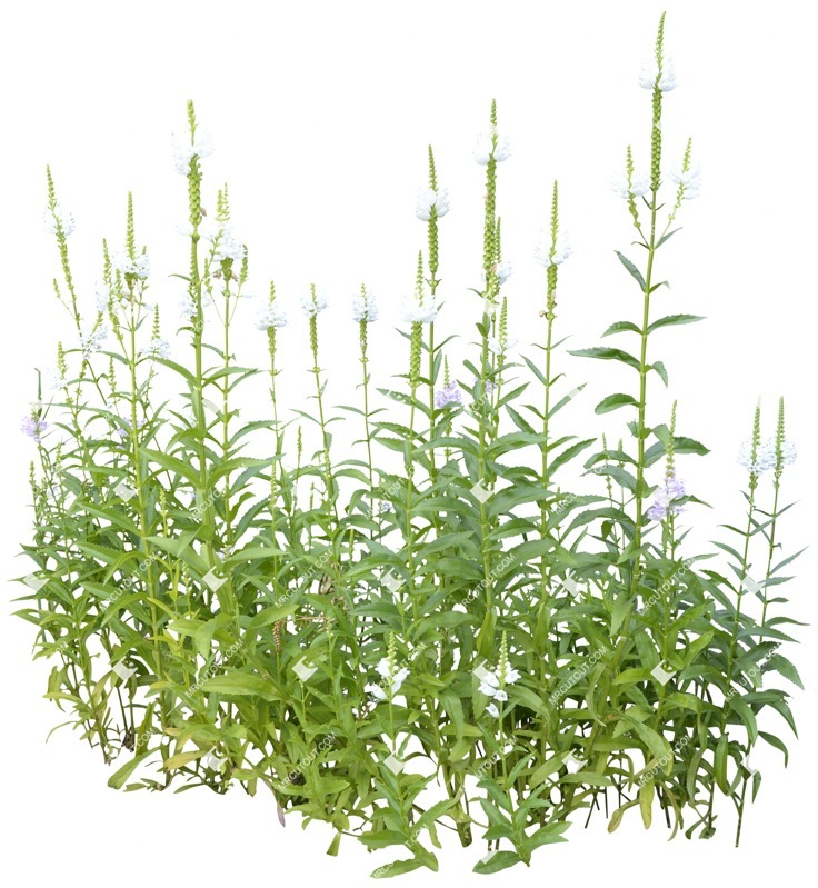 Cutout flower physostegia virginiana alba vegetation png (5093)