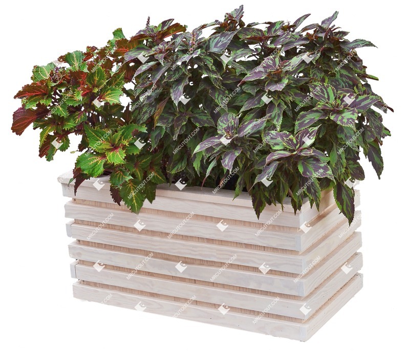 Png flower potted flower plant cutouts (8816)