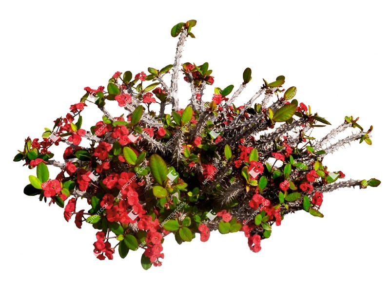 Png flower potted flower euphorbia milli cutout plant (6751)