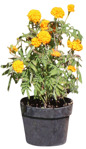 Cut out flower potted flower tagetes patula cut out vegetation (20206) - miniature
