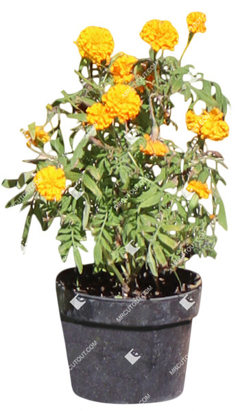 Cut out flower potted flower tagetes patula cut out vegetation (20206)