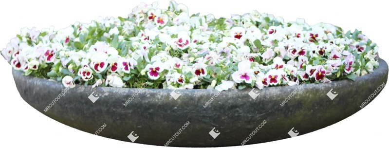 Cut out flower potted flower viola wittrockiana gams cut out vegetation (6821)