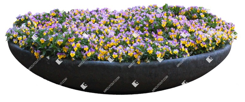 Cutout flower potted flower viola wittrockiana gams cutout plant (7502)