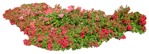 Cutout flower rosa png vegetation (10334) - miniature