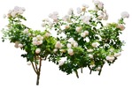 Png flower rosa vegetation png (15936) | MrCutout.com - miniature