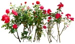 Cut out flower rosa vegetation png (15937) | MrCutout.com - miniature