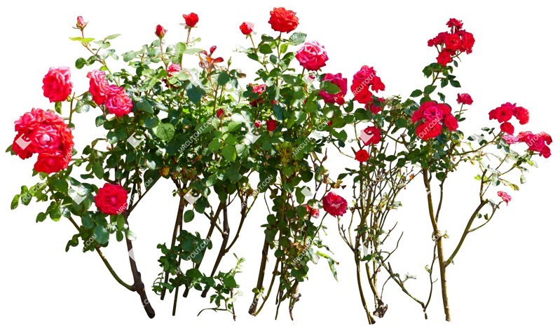 Cut out flower rosa vegetation png (15024)