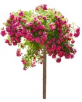 Png flower rosa super dorothy png vegetation (15612) | MrCutout.com - miniature