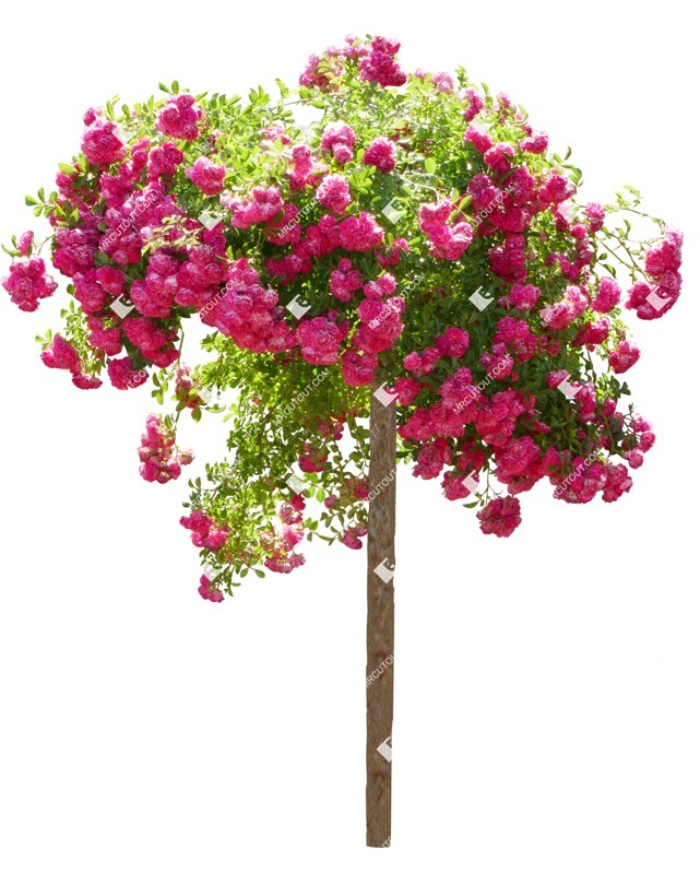 Png flower rosa super dorothy png vegetation (14016)