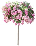 Cut out flower rosa super dorothy png vegetation (15613) | MrCutout.com - miniature