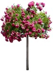 Png flower rosa super dorothy vegetation png (15939) | MrCutout.com - miniature