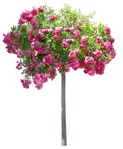 Cut out flower rosa super dorothy vegetation png (15940) | MrCutout.com - miniature