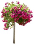 Cutout flower rosa super dorothy vegetation png (15941) | MrCutout.com - miniature