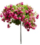 Cut out flower rosa super dorothy vegetation png (15943) | MrCutout.com - miniature