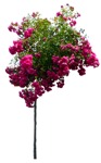 Png flower rosa super dorothy vegetation png (15945) | MrCutout.com - miniature