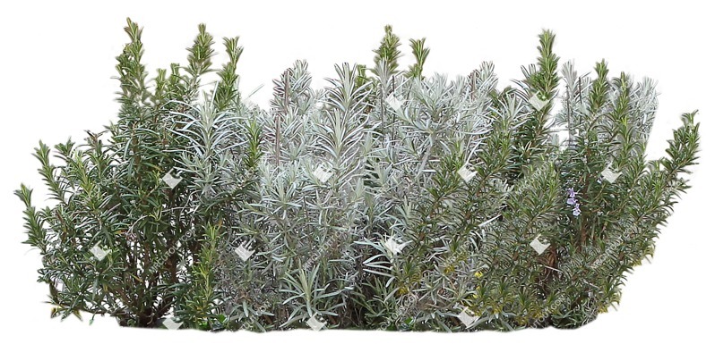 Png flower rosmarinus png vegetation (13465)
