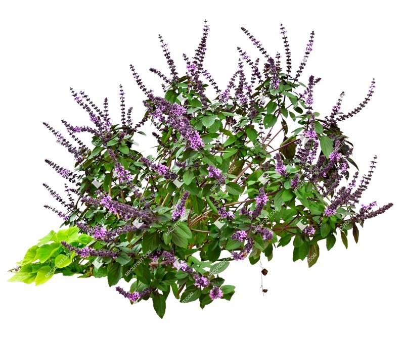 Cut out flower salvia superba plant cutouts (11377)