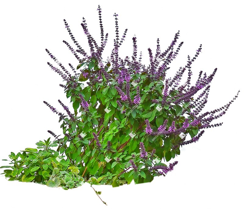 Cutout flower salvia superba plant cutouts (11376)