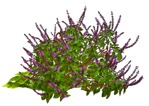 Flower salvia superba  (10089) - miniature
