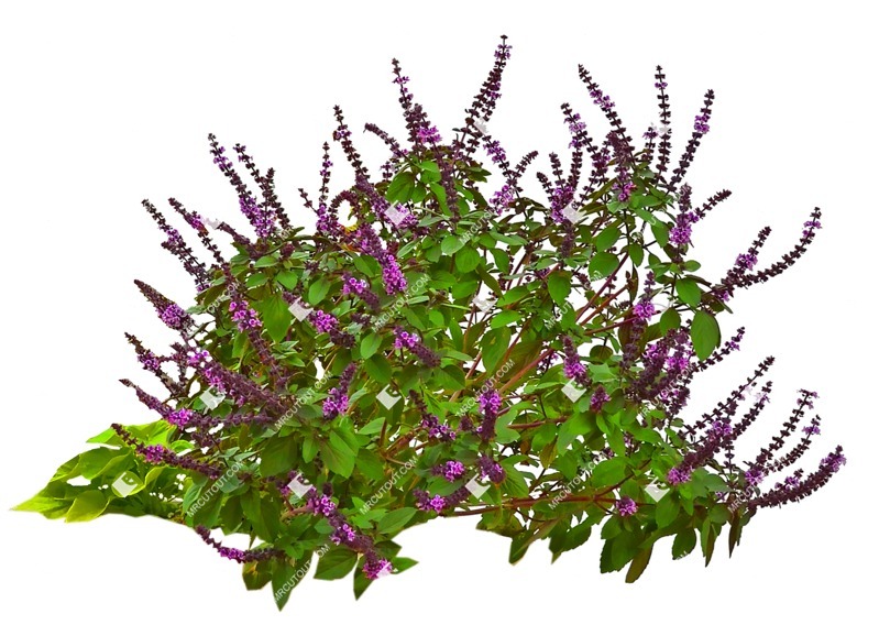 Cutout flower salvia superba vegetation png (10089)