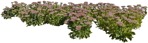 Cut out flower sedum spectabile cutout plant (5260) - miniature