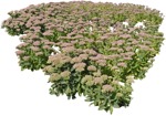 Png flower sedum spectabile cutout plant (5259) - miniature
