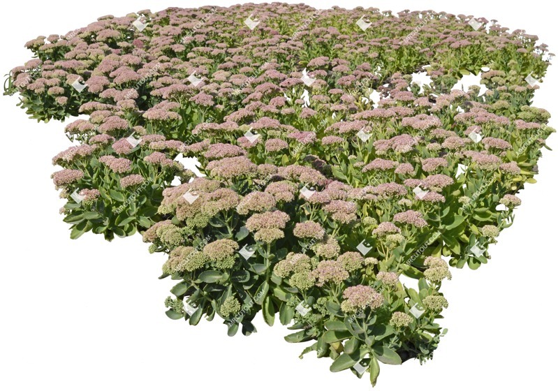Png flower sedum spectabile cutout plant (5324)
