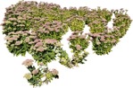 Cutout flower sedum spectabile vegetation png (6446) - miniature