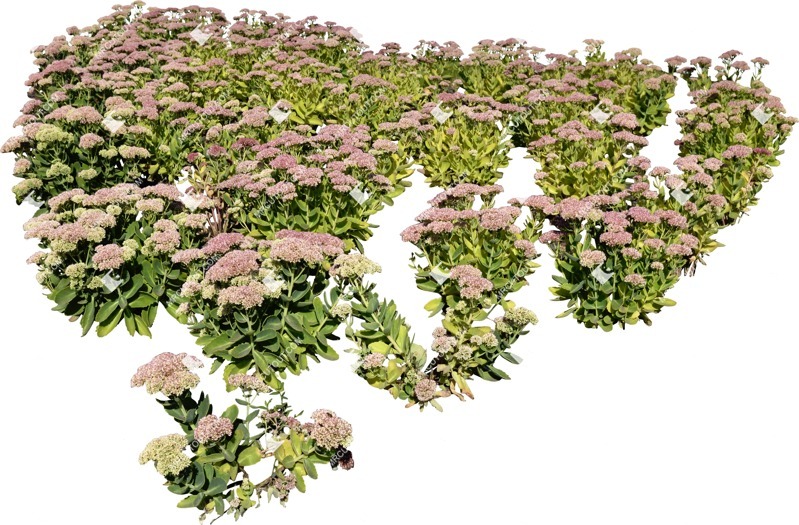 Cutout flower sedum spectabile vegetation png (6406)