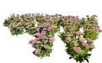 Cut out flower sedum spectabile plant cutouts (6682) - miniature