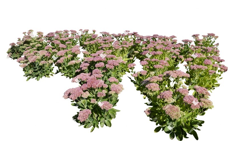 Cut out flower sedum spectabile plant cutouts (6674)