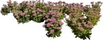 Cutout flower sedum spectabile plant cutouts (6683) - miniature
