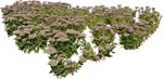 Cutout flower sedum spectabile plant cutouts (5681) - miniature