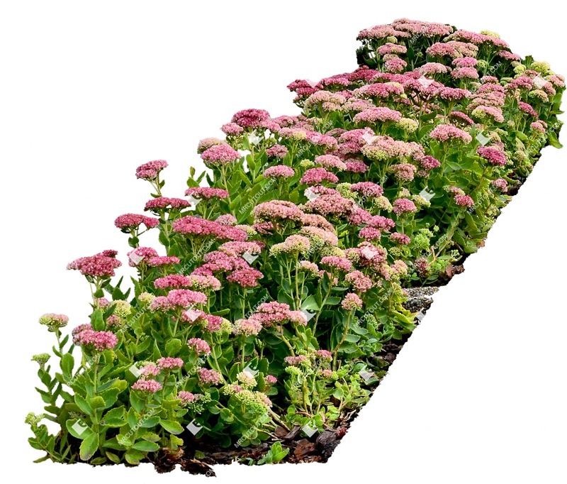 Png flower sedum spectabile plant cutouts (11378)