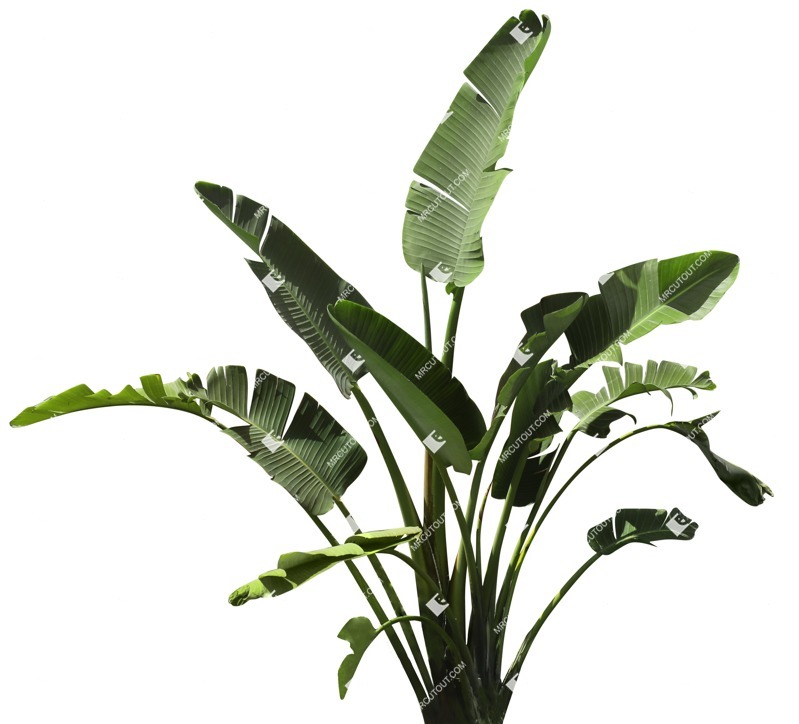 Png flower strelitzia nicolai png vegetation (14475)
