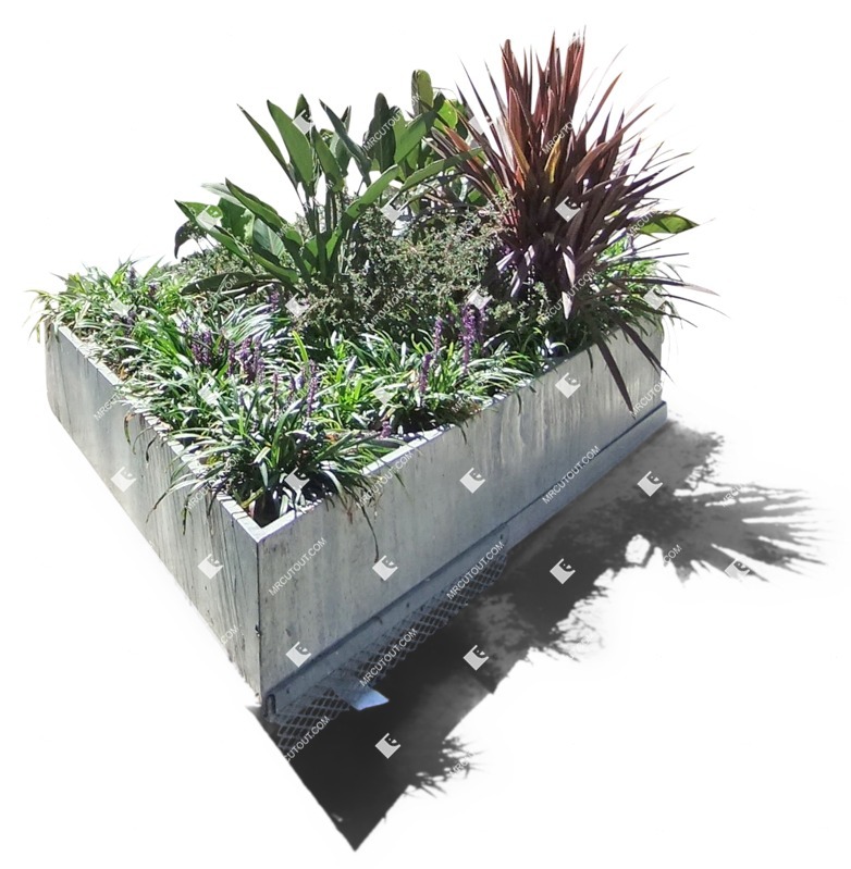 Cut out flower succulent cut out vegetation (3125)