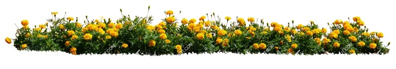 Png flower tagetes patula png vegetation (14480) Png flower tagetes patula png vegetation (14480)