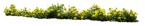 Cut out flower tagetes patula png vegetation (15604) | MrCutout.com - miniature