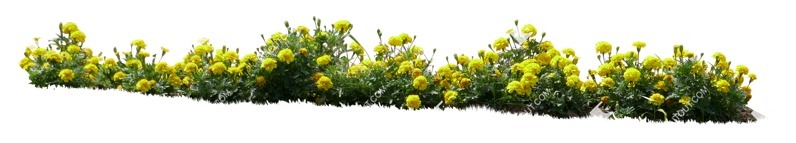 Cut out flower tagetes patula png vegetation (14472) Cut out flower tagetes patula png vegetation (14472)