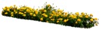 Cutout flower tagetes patula png vegetation (15605) | MrCutout.com - miniature