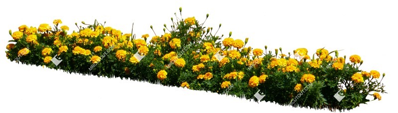 Cutout flower tagetes patula png vegetation (14019)