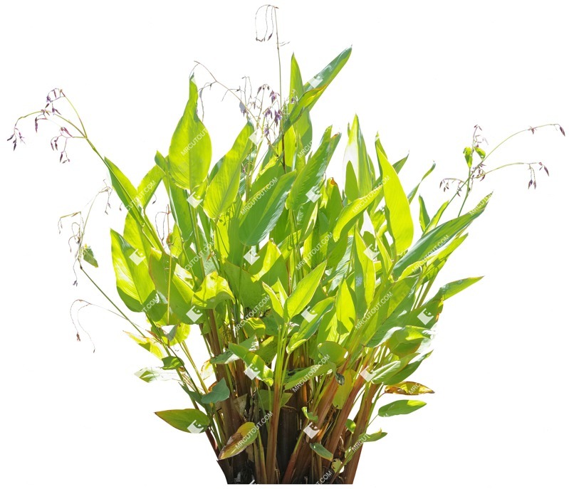 Cut out flower thalia dealbata png vegetation (3965)