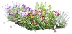 Cut out flower viola wittrockiana gams png vegetation (12016) - miniature