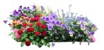 Cutout flower viola wittrockiana gams png vegetation (12017) | MrCutout.com - miniature