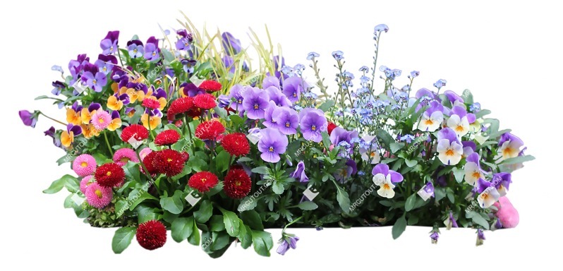 Cutout flower viola wittrockiana gams png vegetation (10953)