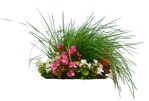 Flower wild grass  (7724) - miniature
