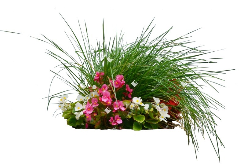 Png flower wild grass plant cutouts (7724)