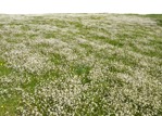 Png flower wild grass grass png vegetation (1218) - miniature