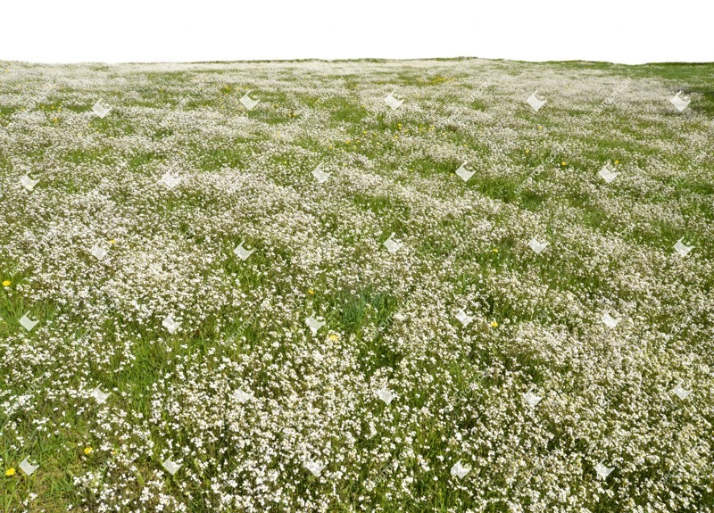 Png flower wild grass grass png vegetation (1365)
