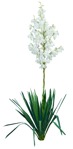 Flower yucca gloriosa  (15010) - miniature